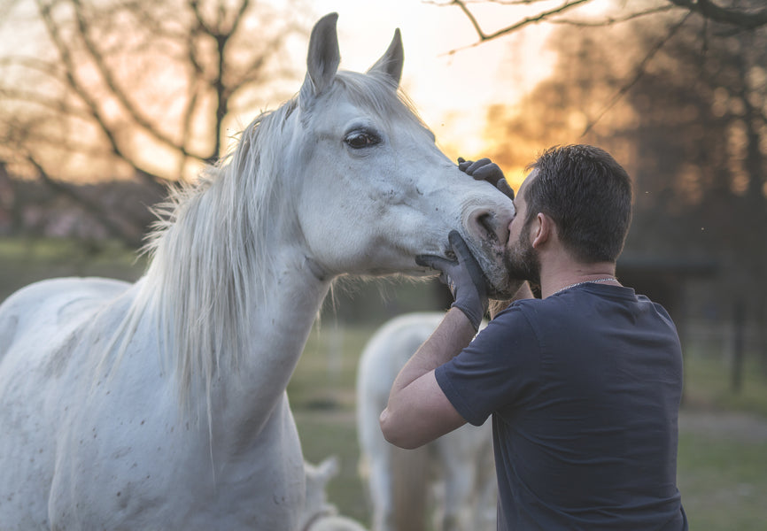 Harnessing the Power of Horse Lunging